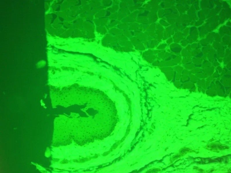 Nikon Eclipse Ti-U Inverted Fluorescence Phase Contrast Microscope (New Filters)