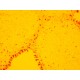 Zeiss AXIO Examiner.Z1 Fluorescence Water Immersion Capable Motorized Microscope