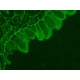 Zeiss AXIO Examiner.Z1 Fluorescence Water Immersion Capable Motorized Microscope