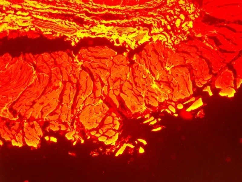 Nikon Eclipse Ti-U Inverted Fluorescence Phase Contrast Microscope (New Filters)