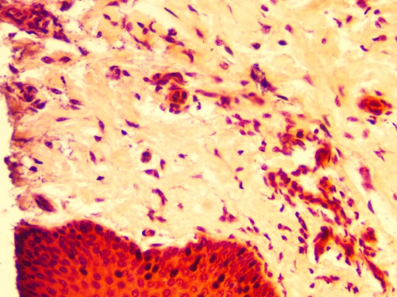 Leica DMi8 Inverted Fluorescence IMC Microscope with motorized XY stage (New Filters)