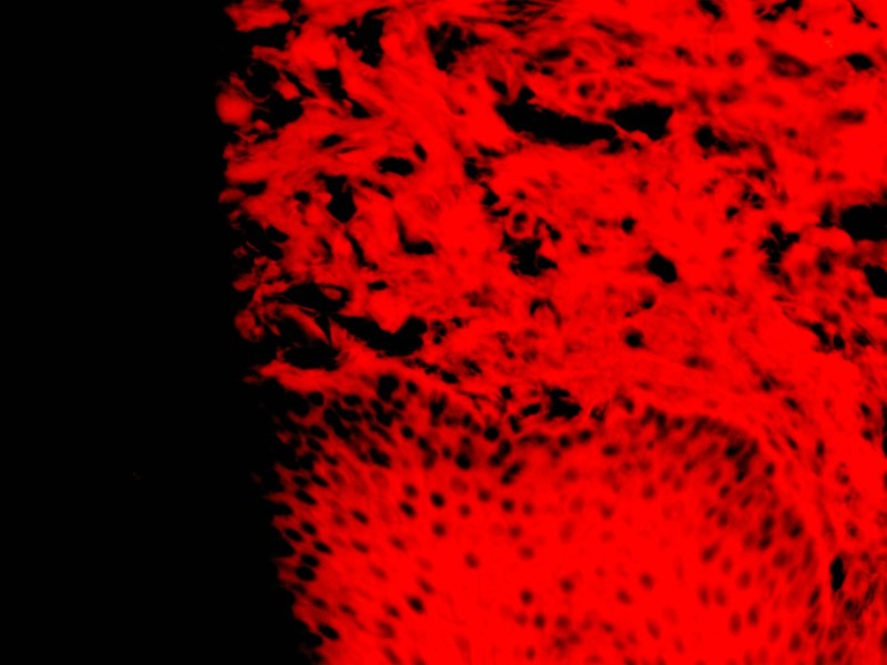 Leica DMi8 Inverted Fluorescence IMC Microscope with motorized XY stage (New Filters)