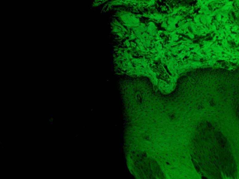 Leica DMi8 Inverted Fluorescence IMC Microscope with motorized XY stage (New Filters)