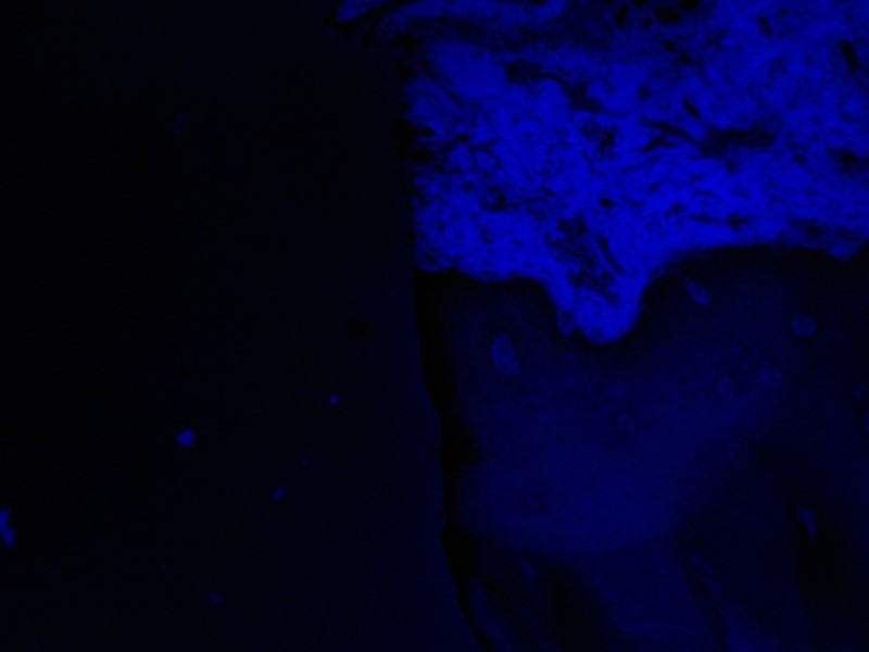 Leica DMi8 Inverted Fluorescence IMC Microscope with motorized XY stage (New Filters)