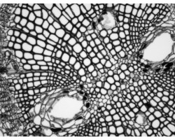 Photometrics CoolSnap Dyno Monochrome CCD Microscope Camera SOLDOUT