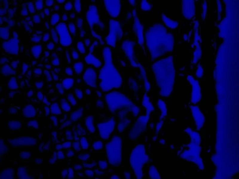 Leica DM6 B Upright Fluorescence Microscope