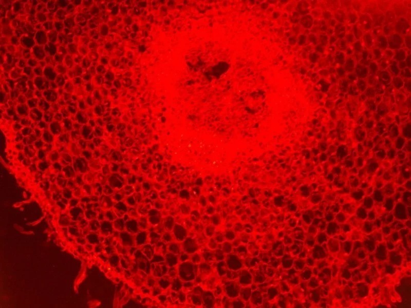 Nikon Eclipse 80i Upright Fluorescence Phase Contrast Microscope (New Filters)