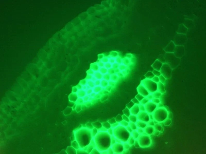 Nikon Eclipse 80i Upright Fluorescence Phase Contrast Microscope (New Filters)