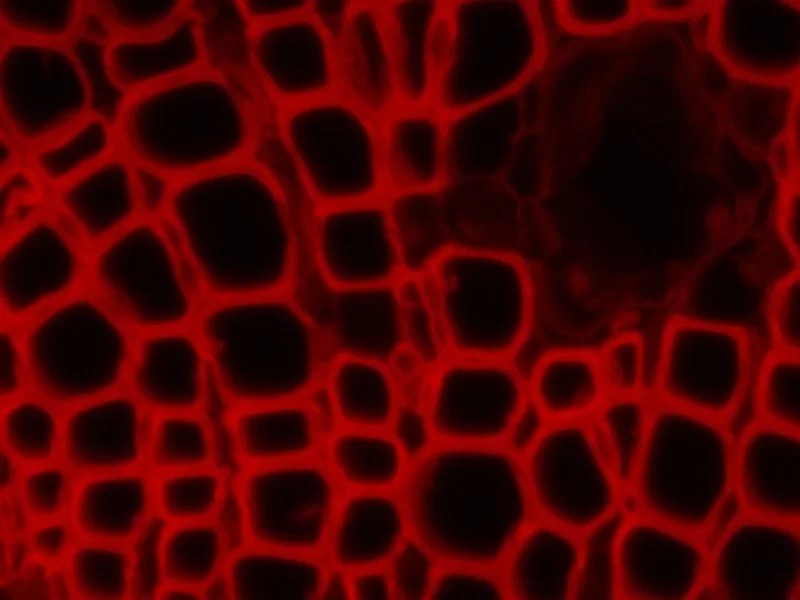 Nikon Eclipse TE2000-E Inverted Fluorescence Motorized PFS Perfect Focus Microscope with PH