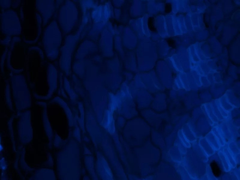 Nikon Eclipse TE2000-E Inverted Fluorescence Motorized PFS Perfect Focus Microscope with PH