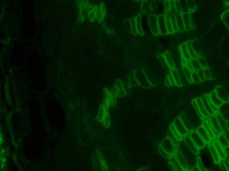 Nikon Eclipse TE2000-E Inverted Fluorescence Motorized PFS Perfect Focus Microscope with PH