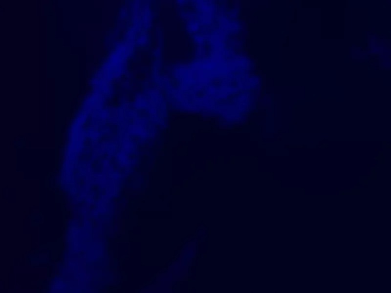 Olympus IX70 Inverted Fluorescence Metal Halide Microscope (New Filters) Pred IX73