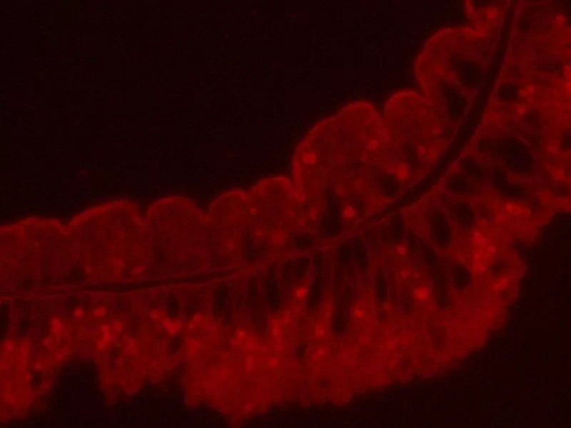 Zeiss AXIO Observer 7 Inverted Fluorescence Motorized XY Microscope (New Filters)