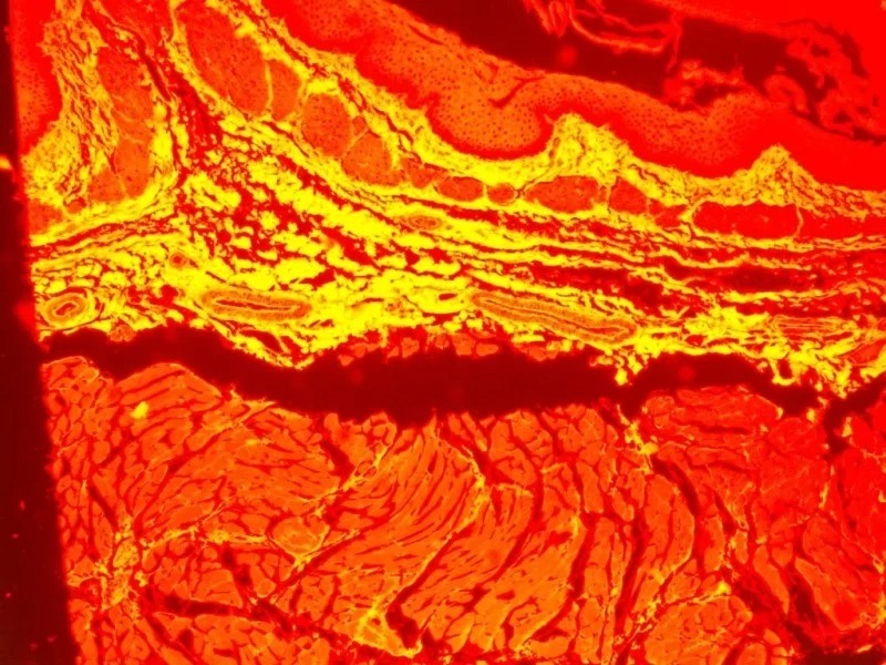 Zeiss Axiovert 200m Inverted Fluorescence Phase Contrast Microscope (New Filters)