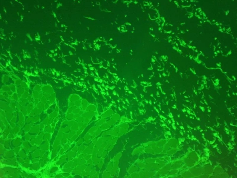 Zeiss Axiovert 200m Inverted Fluorescence Phase Contrast Microscope (New Filters)