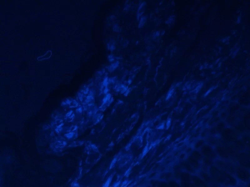 Zeiss Observer D1 Inverted LED Fluorescence Microscope (New Filters)