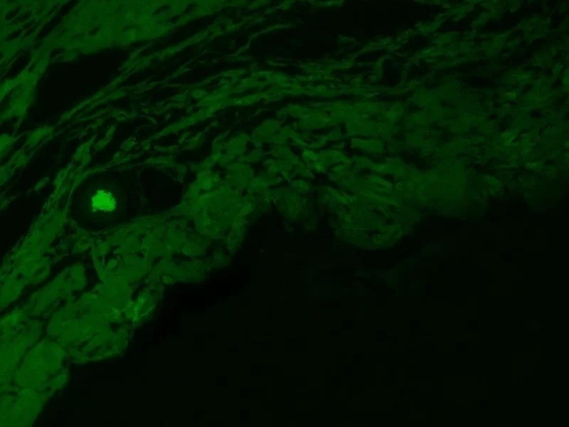 Zeiss Observer D1 Inverted LED Fluorescence Microscope (New Filters)