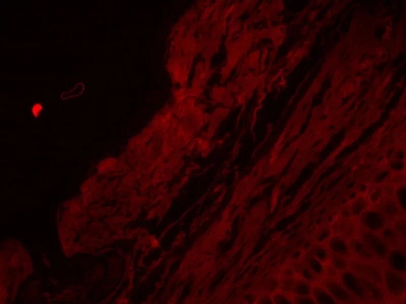 Zeiss Observer D1 Inverted LED Fluorescence Microscope (New Filters)