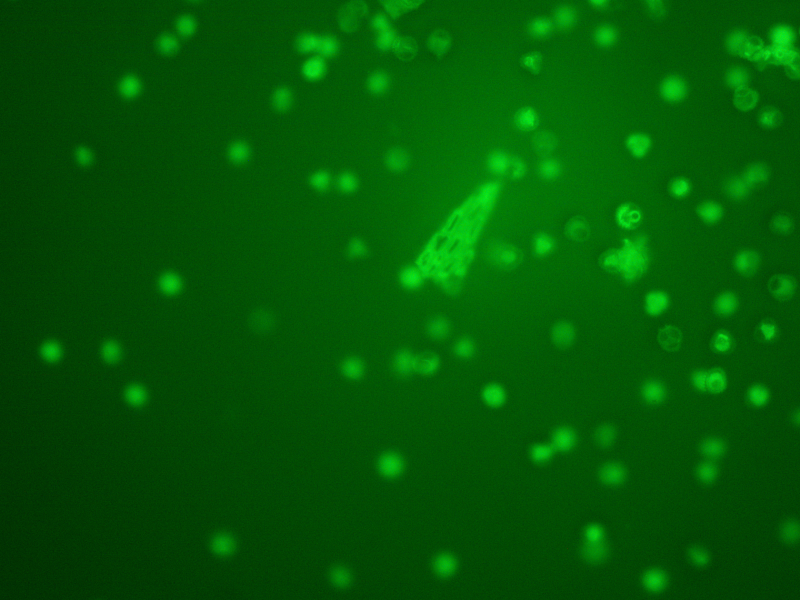Zeiss AXIO Imager 2 Imager.D2 LED Fluorescence Phase Contrast Microscope