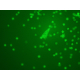 Zeiss AXIO Imager 2 Imager.D2 LED Fluorescence Phase Contrast Microscope