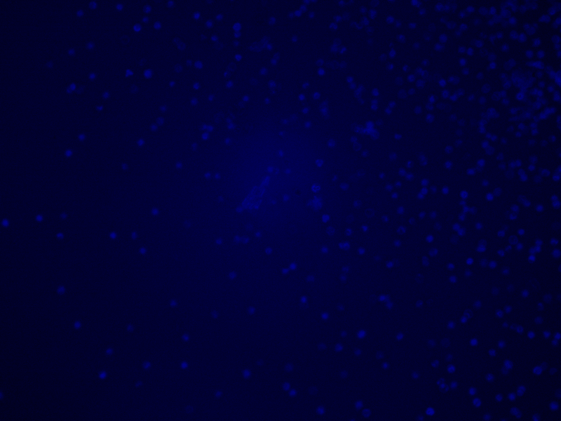 Zeiss AXIO Imager 2 Imager.D2 LED Fluorescence Phase Contrast Microscope