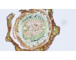 Olympus CKX53 LED Phase Contrast Fluorescence Inverted Microscope (New Filters) SOLDOUT