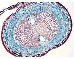 Nikon Ni-U Upright Fluorescence Microscope (New Filters)
