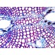Olympus BX53 Fluorescence Motorized XY Microscope w/ (New Filters)