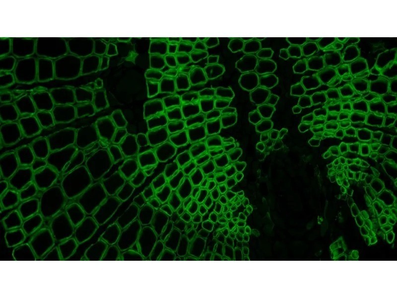 Zeiss AXIO Imager.Z2 Fluorescence Motorized Microscope (New Filters)