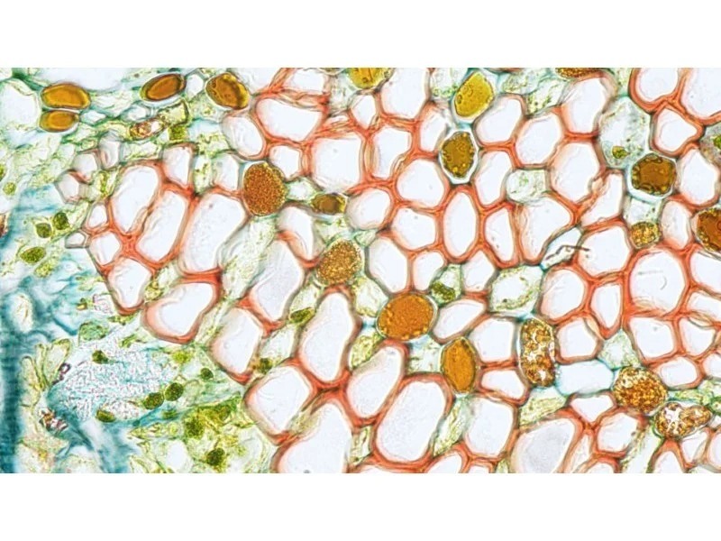 Zeiss Axio Imager 2 Image.M2 Fluorescence Microscope (New Filters)