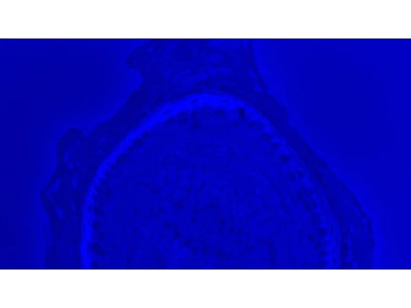 Zeiss Axio Imager 2 Image.M2 Fluorescence Microscope (New Filters)