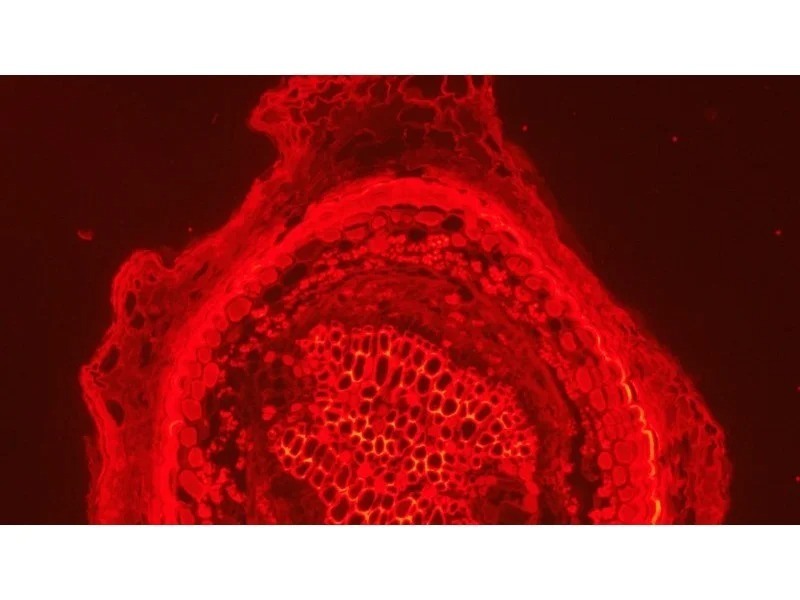 Zeiss Axio Imager 2 Image.M2 Fluorescence Microscope (New Filters)