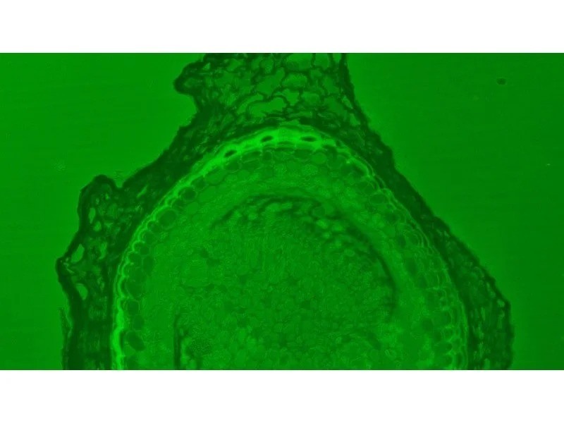 Zeiss AXIO Imager 2 Imager.M2 LED Fluorescence Motorized Microscope (New Filters)