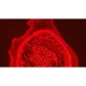 Zeiss AXIO Imager 2 Imager.M2 LED Fluorescence Motorized Microscope (New Filters)