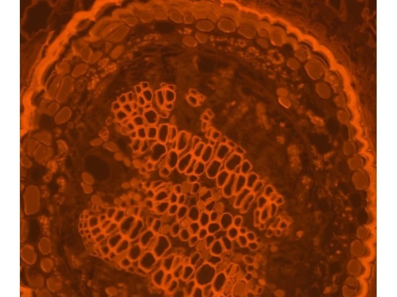 Zeiss Axiocam 705 Color CMOS Microscope Camera