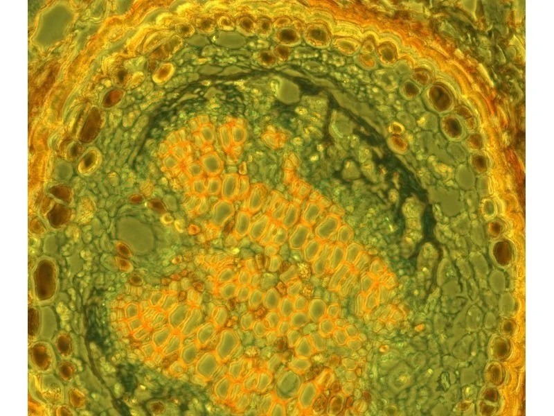 Zeiss Axiocam 705 Color CMOS Microscope Camera