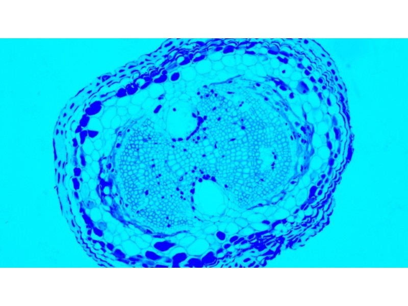 Nikon Ti2-U Inverted LED Fluorescence Microscope w/ Dual Fluorescence Turrets, Dual Illumination Paths (New Filters)