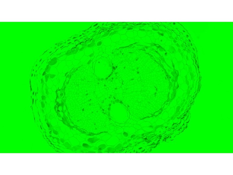 Nikon Ti2-U Inverted LED Fluorescence Microscope w/ Dual Fluorescence Turrets, Dual Illumination Paths (New Filters)