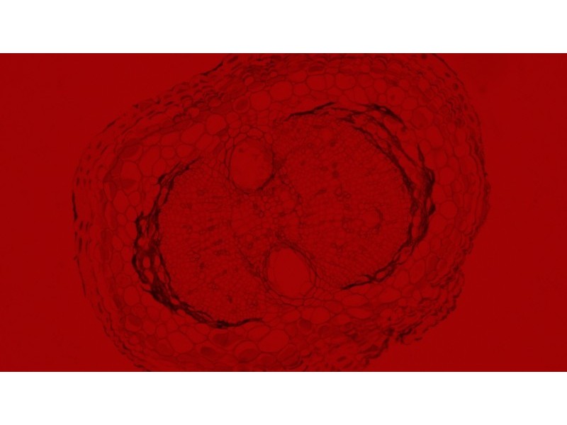 Nikon Ti2-U Inverted LED Fluorescence Microscope w/ Dual Fluorescence Turrets, Dual Illumination Paths (New Filters)