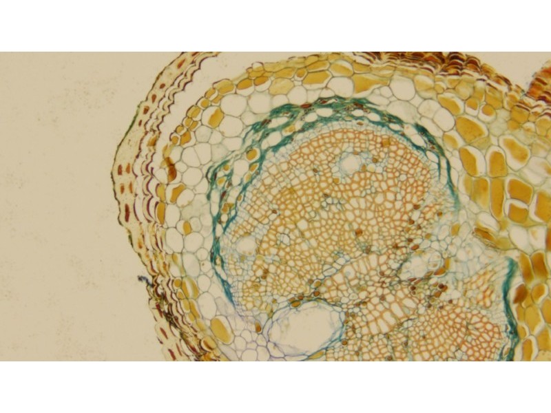 Leica DMi8 Inverted LED Fluorescence Encoded Microscope (New Filters)