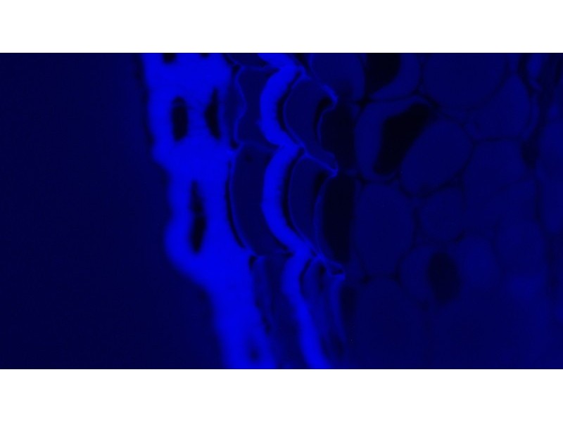 Leica DMi8 Inverted LED Fluorescence Encoded Microscope (New Filters)