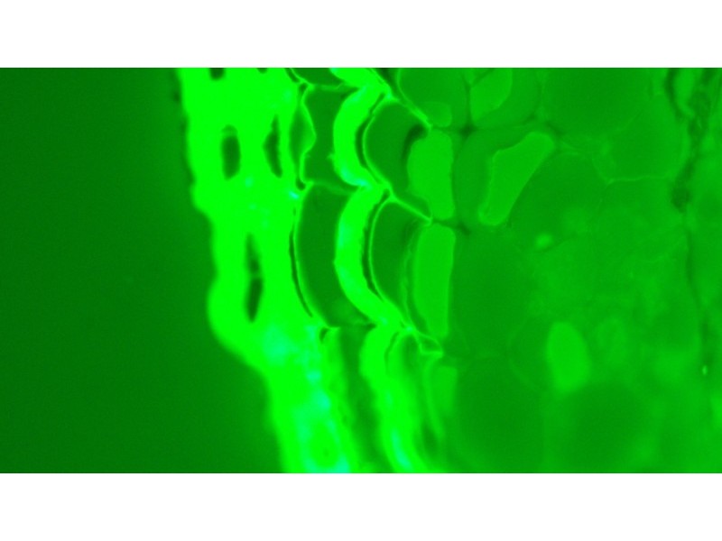 Leica DMi8 Inverted LED Fluorescence Encoded Microscope (New Filters)