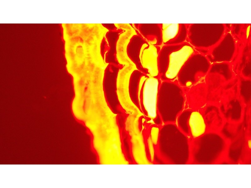 Leica DMi8 Inverted LED Fluorescence Encoded Microscope (New Filters)