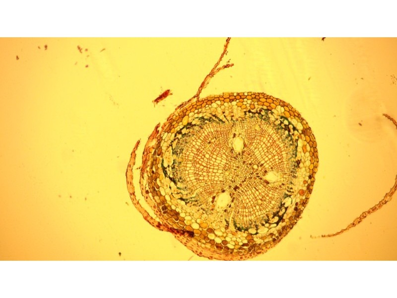 Olympus IX73 Fluorescence Inverted Microscope (New Filters)