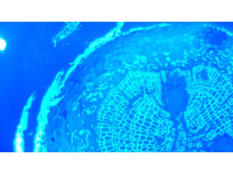 Olympus IX73 Fluorescence Inverted Microscope (New Filters)