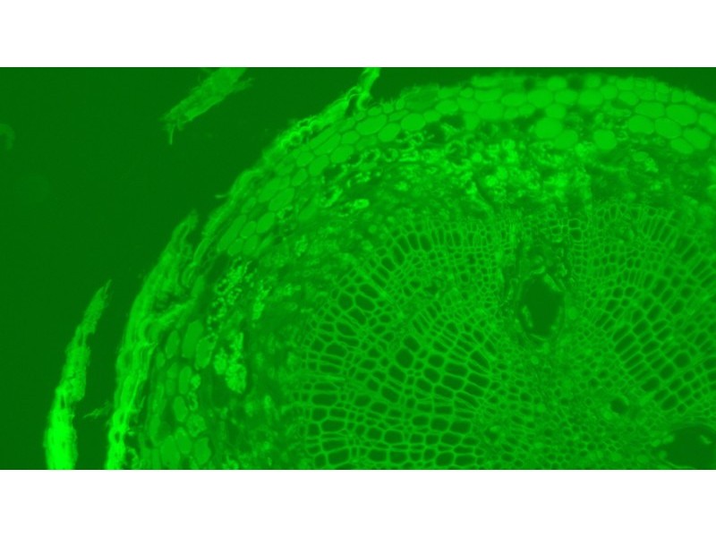 Olympus IX73 Fluorescence Inverted Microscope (New Filters)