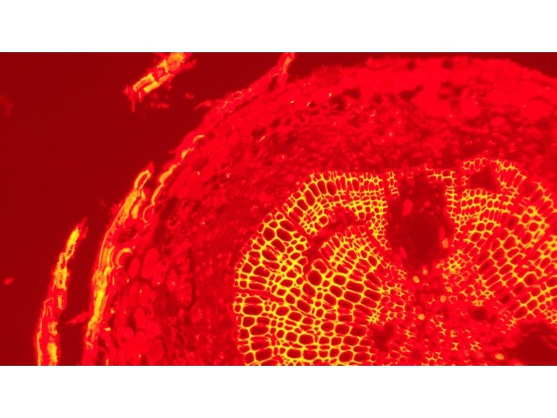 Olympus IX73 Fluorescence Inverted Microscope (New Filters)