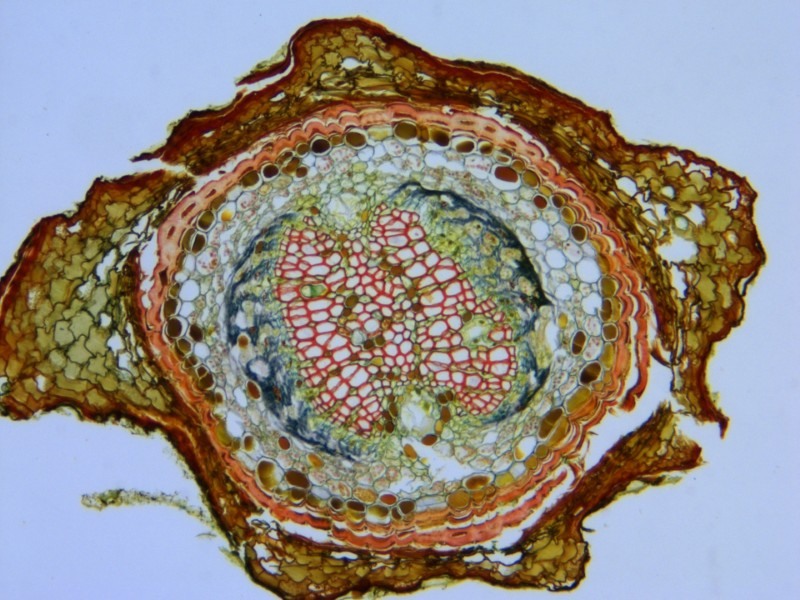Leica DMi8 Inverted LED Fluorescence Motorized Microscope w/ Adaptive Focus Control (New Filters)