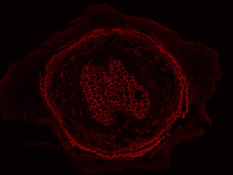 Leica DMi8 Inverted LED Fluorescence Motorized Microscope w/ Adaptive Focus Control (New Filters)