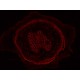 Leica DMi8 Inverted LED Fluorescence Motorized Microscope w/ Adaptive Focus Control (New Filters)